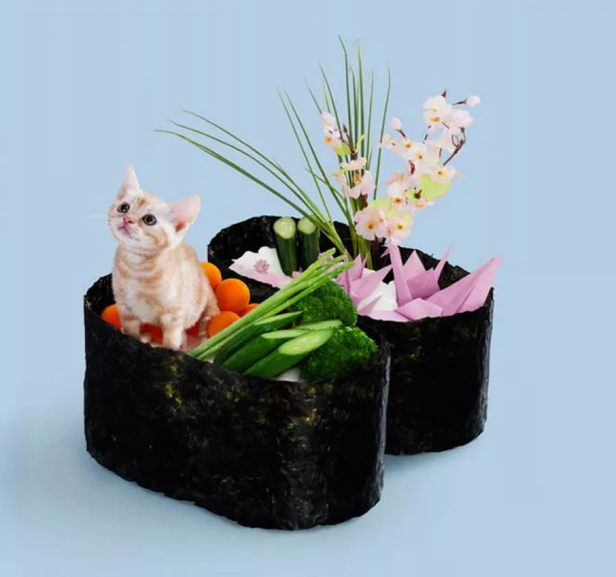 Името "Суши-котка",или "Neko-Sushi" на японски, е новото, малко стряскащо хрумване, на японската компания "Танге и Накимоши", които предлагат серия от плакати или пощенски картички с котки, облечени като суши.Какво е станало с котките след тази фотосесия оставяме на вашето въображение.