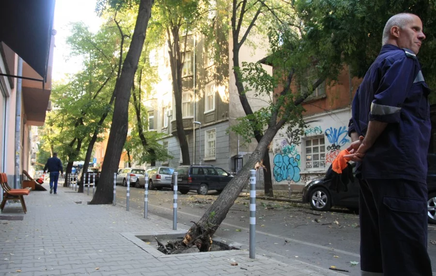 Дърво се наклони опасно в София. Снимки: БГНЕС