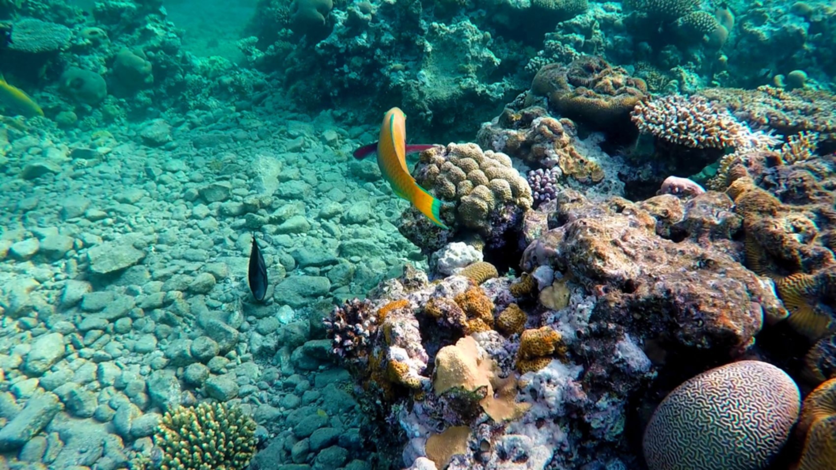 червено море