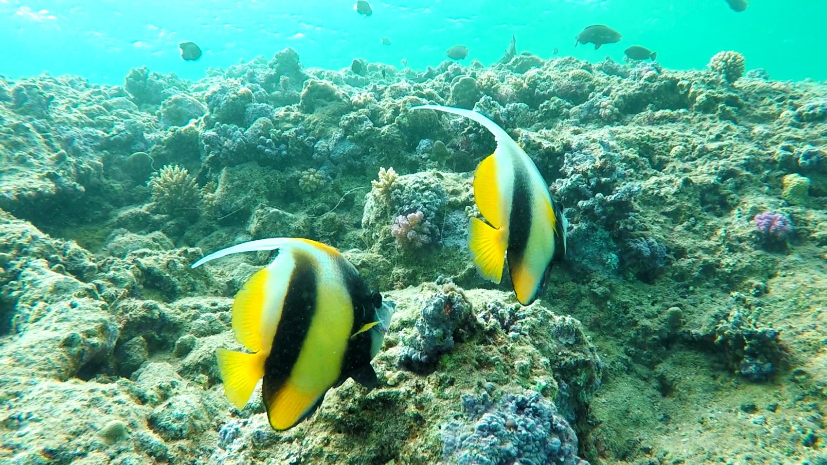 червено море