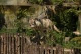 Зоологическата градина в София отваря врати 