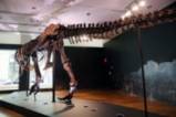 Скелет на T. rex отива на търг