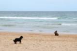 Тюленче излезе на плаж в Сидни