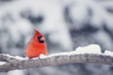 Птиците през зимата