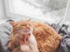 Котките през зимата
