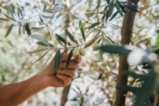 Сушата заплашва реколтата от маслини в Европа