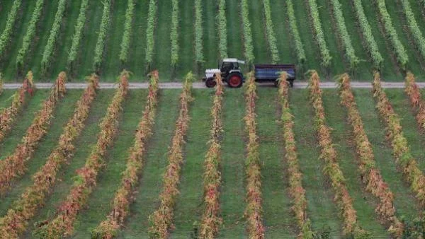 Гръцките фермери ще връщат 425 млн. евро субсидии