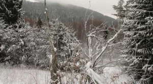 Еколози протестираха срещу промените в Закона за горите