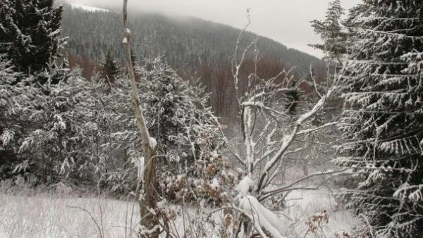 Еколози протестираха срещу промените в Закона за горите