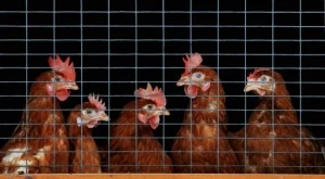 Брюксел иска да забраним клетките за кокошки носачки