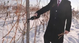 Първокласно вино се ля из лозите на Винпром Пещера