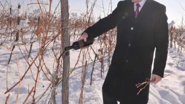 Първокласно вино се ля из лозите на Винпром Пещера