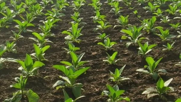 Субсидиите за тютюн трябва да спрат