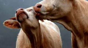 Матрак за крави показват на Агра