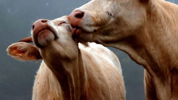 Матрак за крави показват на Агра