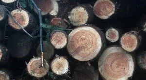 Дефицит на дърва за огрев заради студовете