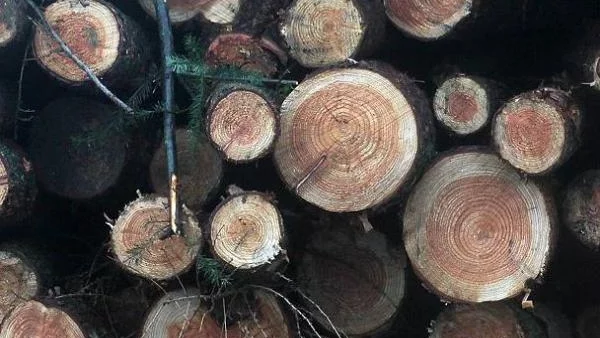Дефицит на дърва за огрев заради студовете