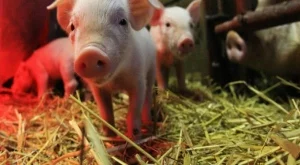 50 млн. лв. потичат към свиневъди и птицевъди