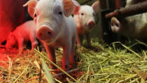 50 млн. лв. потичат към свиневъди и птицевъди