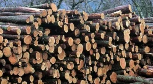 2012/03/05/0419511001380584076