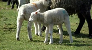 До 15 лв. за килограм агнешко по Великден