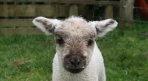 Катар иска наши агнета