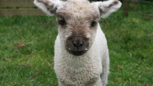 Катар иска наши агнета