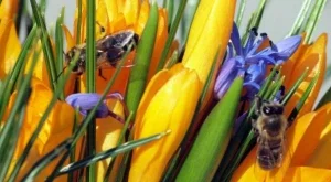 Тежката зима нанесе тежък удар на родното пчеларство