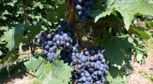 По-скъпо грозде и вино заради студовете