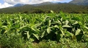 Мечешка услуга за тютюнопроизводителите