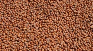 Родопчани сменят тютюна с лешници