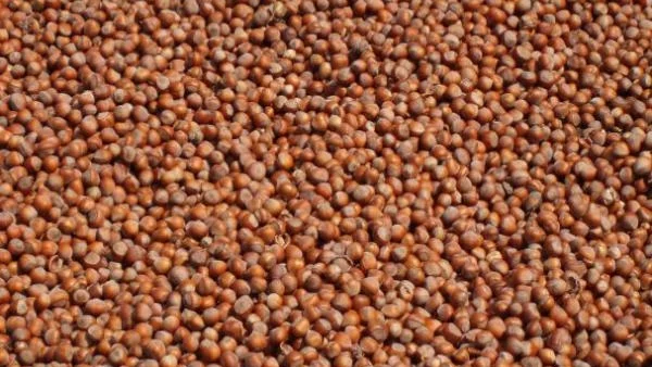 Родопчани сменят тютюна с лешници