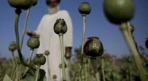 Опиумът – новото злато на Афганистан