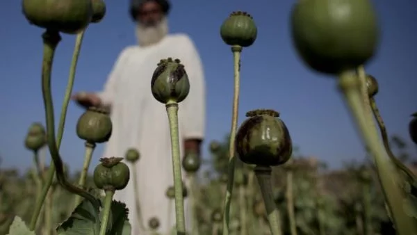 Опиумът – новото злато на Афганистан