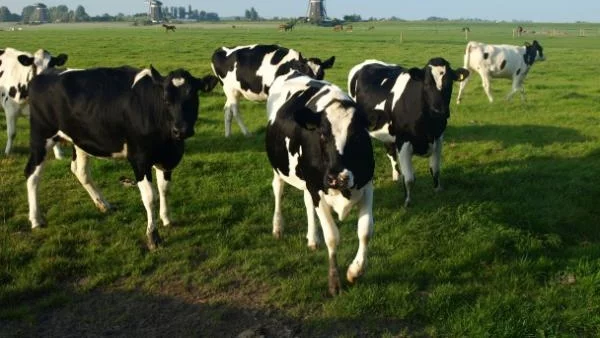 Компенсират животновъдите заради скъпите горива