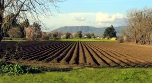 Саудитска Арабия планира мащабни вложения в родното земеделие