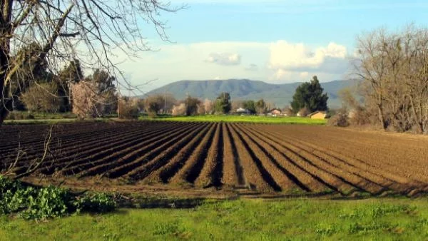 Саудитска Арабия планира мащабни вложения в родното земеделие