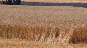 Световните цени на храните падат