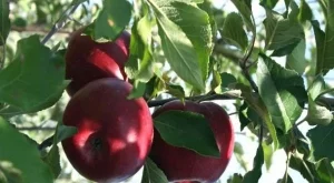 До 200% стига надценката на плодовете