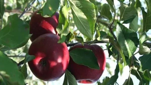 До 200% стига надценката на плодовете