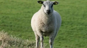 2012/05/07/0469906001380580992