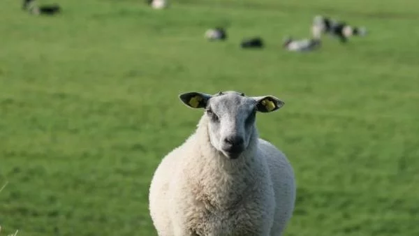Компенсират овцевъдите с 5 млн. лв. за скъпите горива