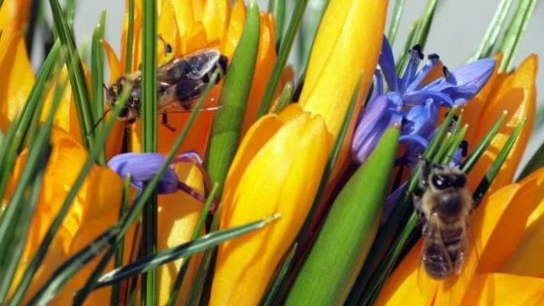 Изнасяме над 70% от меда