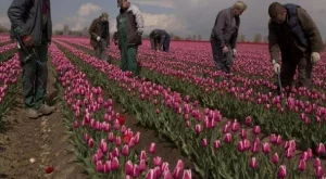 Шпигел: Българските емигранти не могат да се интегрират Германия