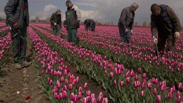 Шпигел: Българските емигранти не могат да се интегрират Германия