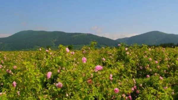 По-добра реколта и по-високи цени на розите