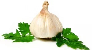 Земеделци: Производството на чесън замира