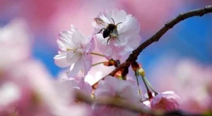 Приемат заявки за плащане по пчеларската програма