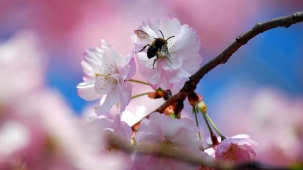 Приемат заявки за плащане по пчеларската програма