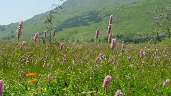 Природозащитници: Борисов да обяви кой стои зад Витоша ски